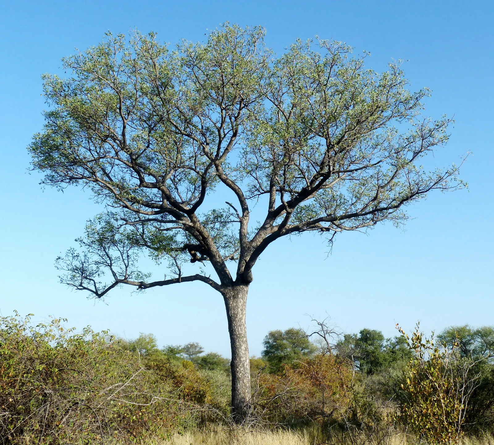 Marula (Sclerocarya birrea)