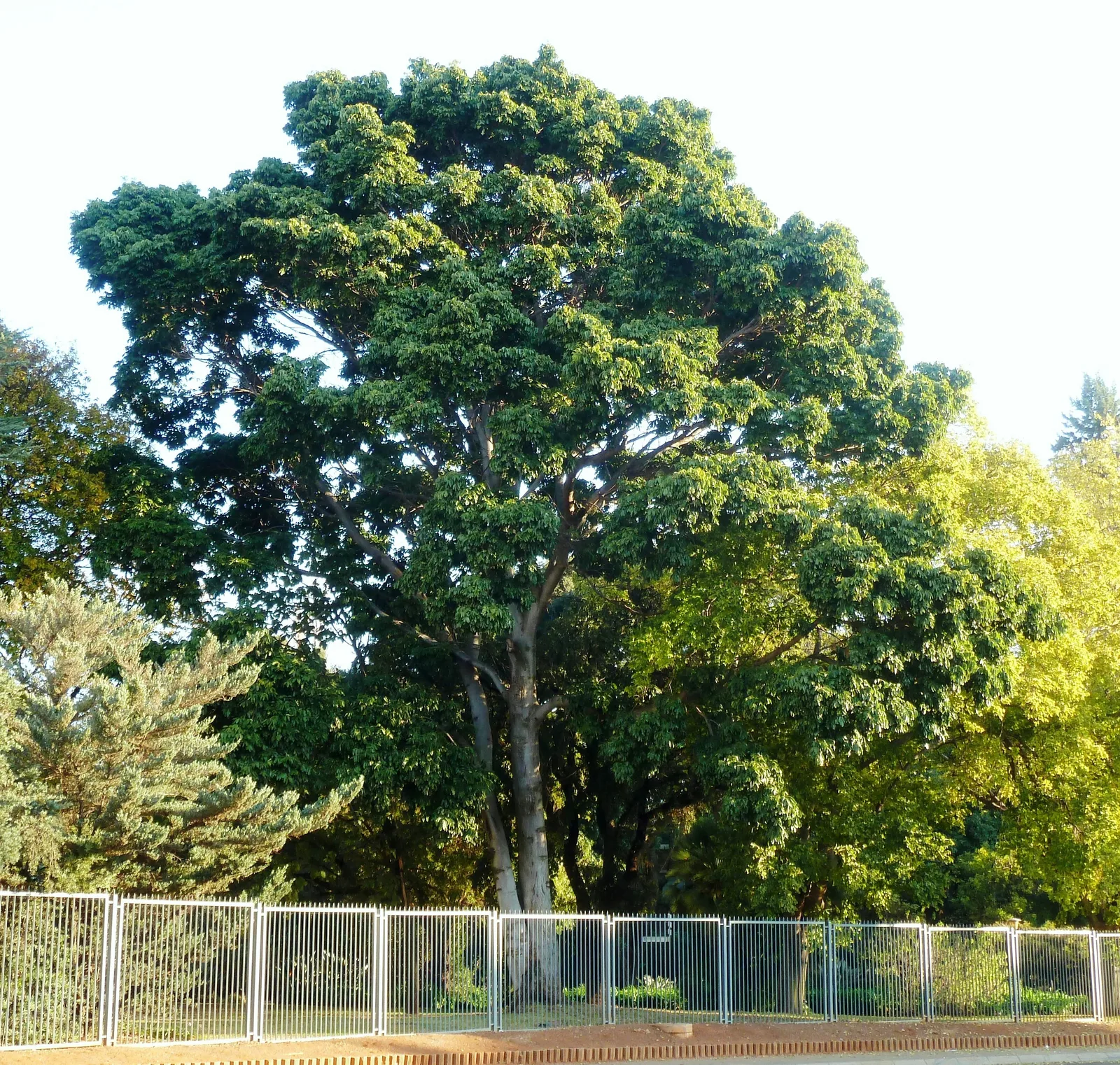 African Mahogany (Khaya anthotheca)