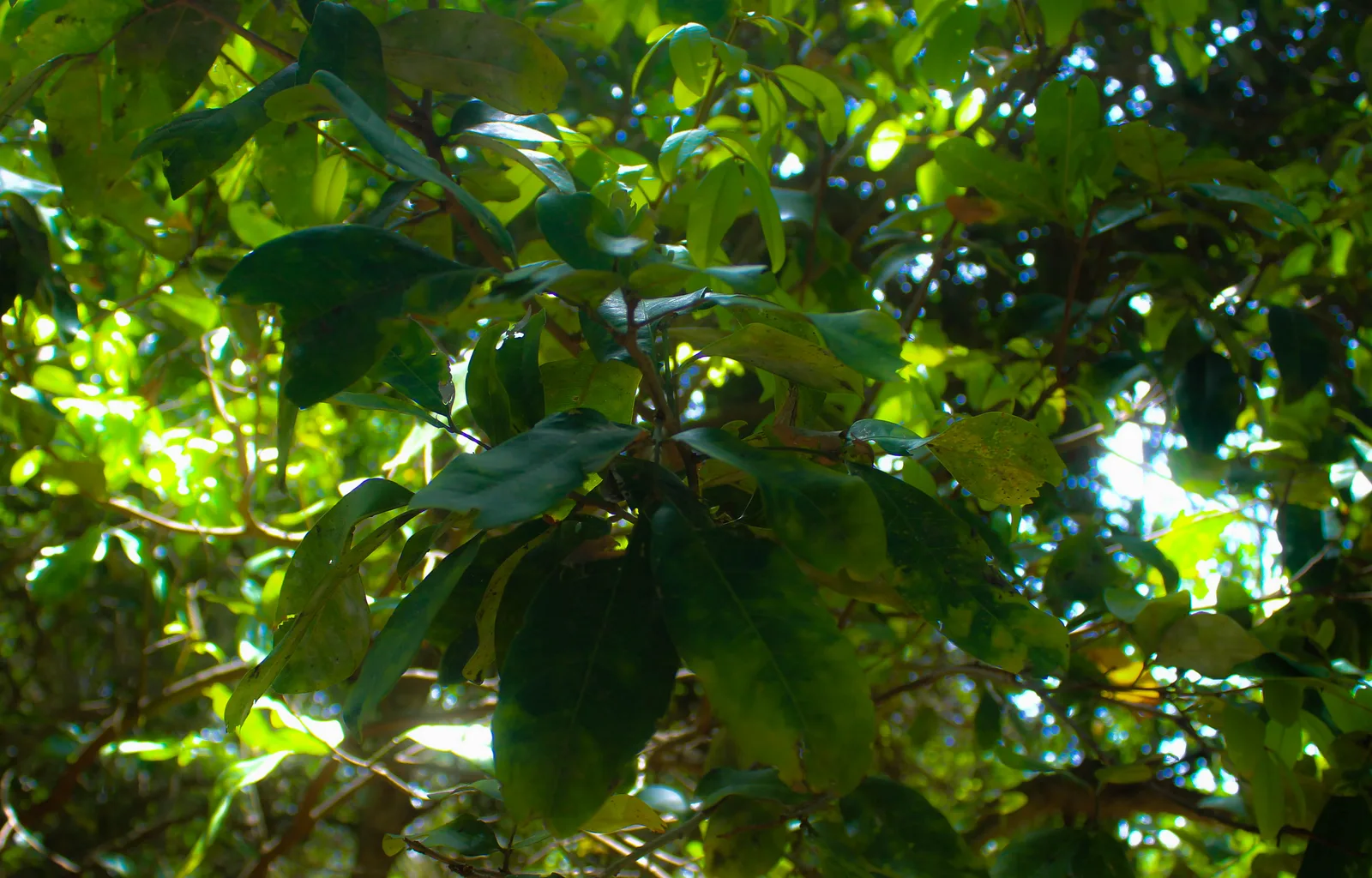 Senegal Mahogany