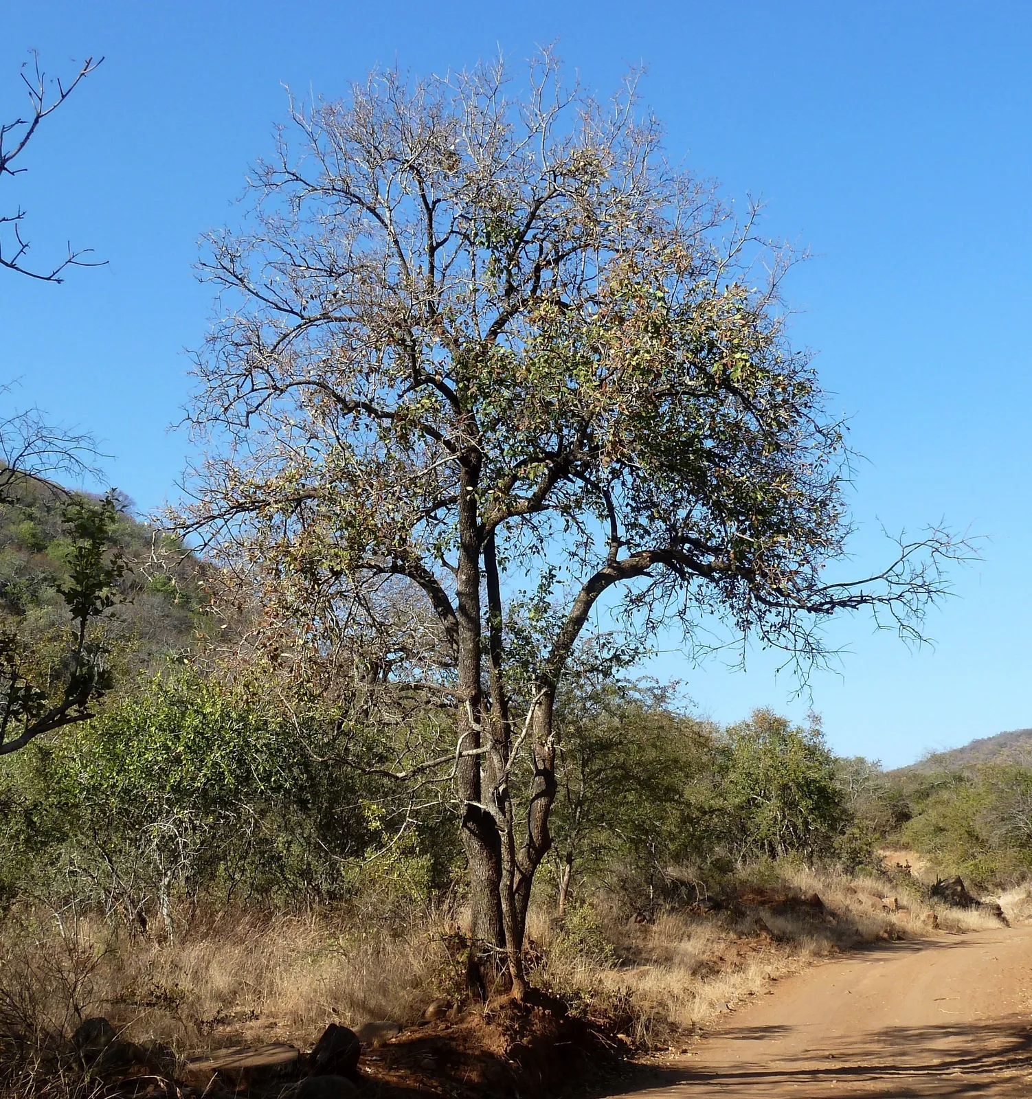 Tamboti
