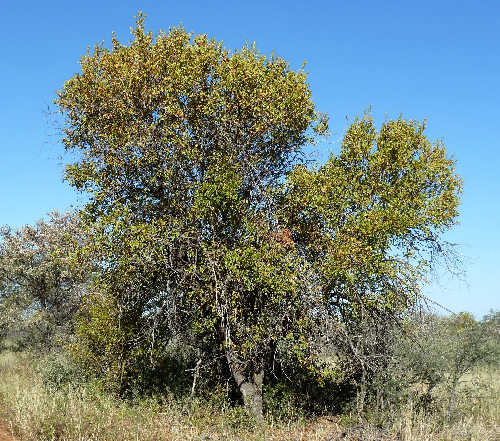 Bushwillow (Combretum apiculatum)