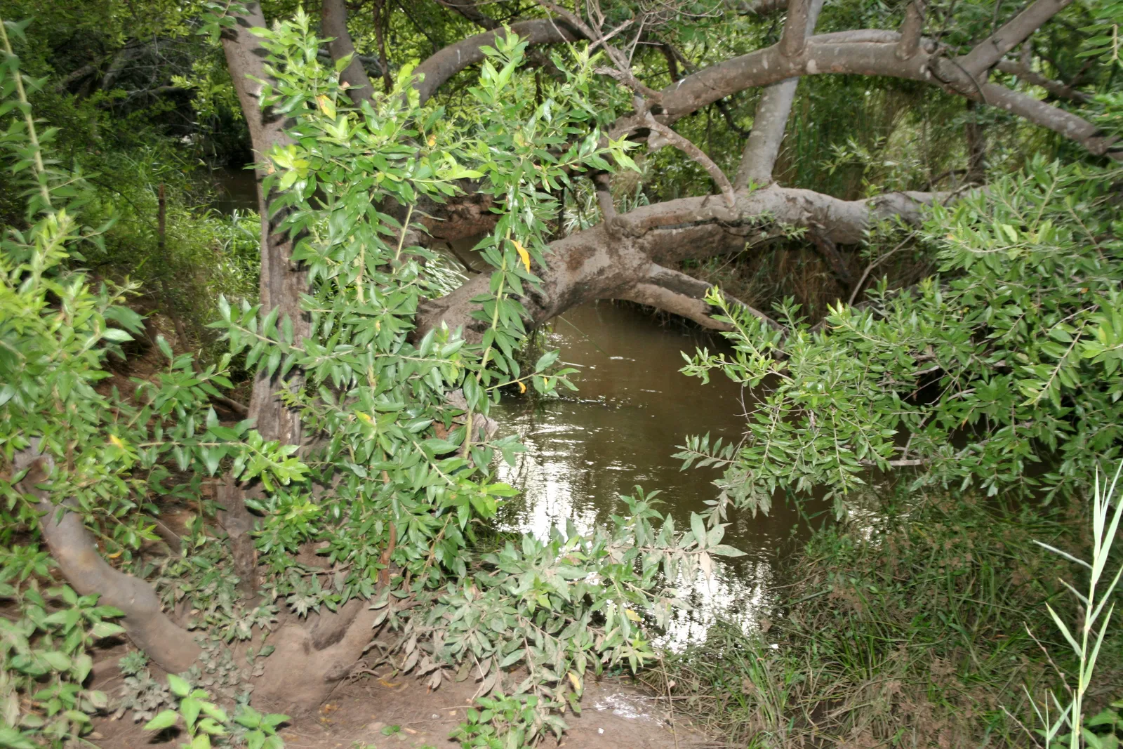 River Bushwillow (Combretum erythrophyllum)