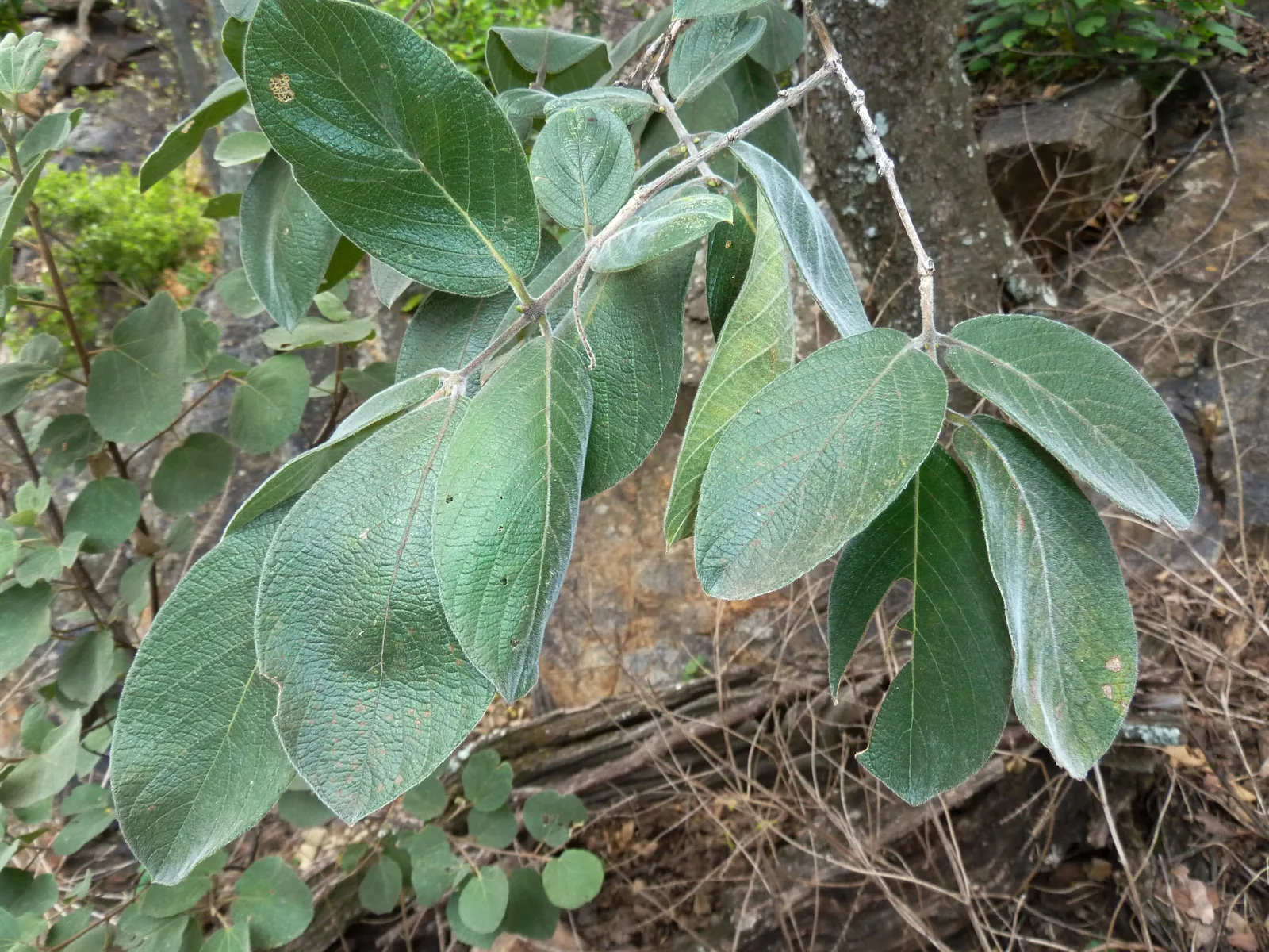 Velvet Bushwillow (Combretum molle)