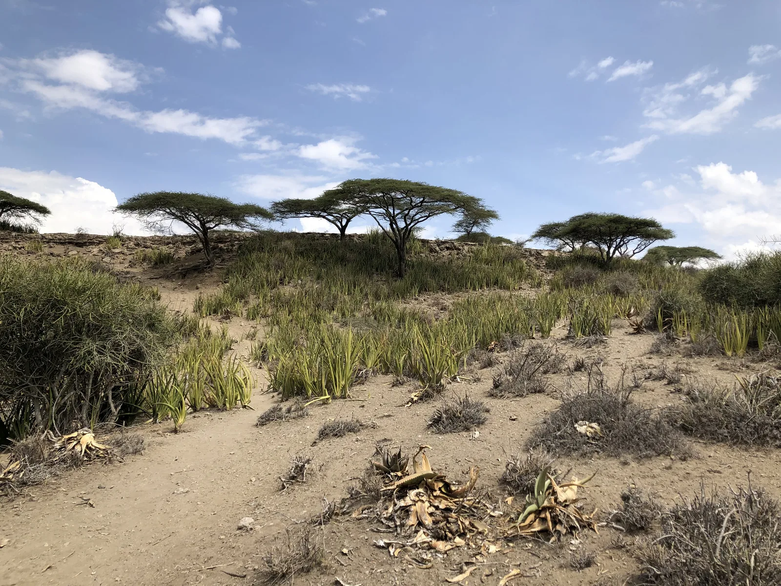 Umbrella Thorn