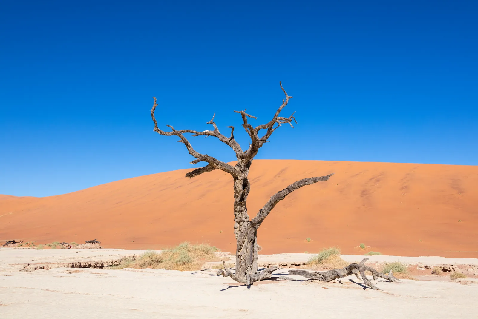 Camel Thorn