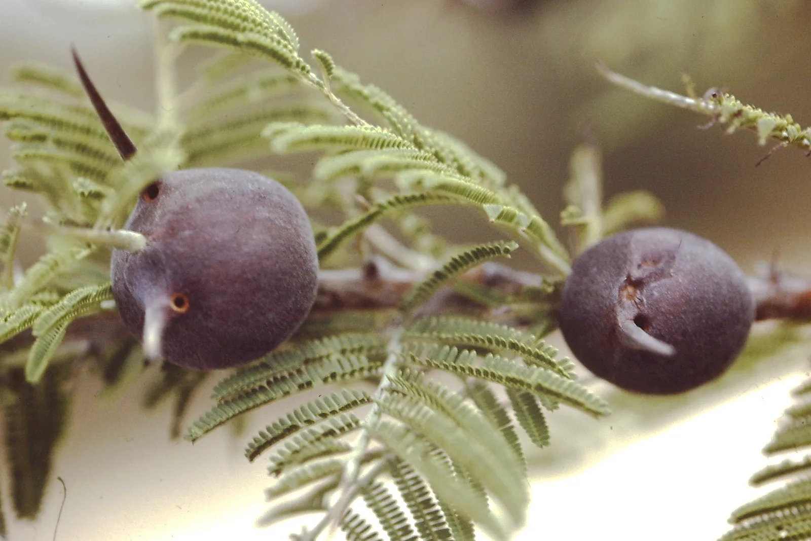 Whistling Thorn