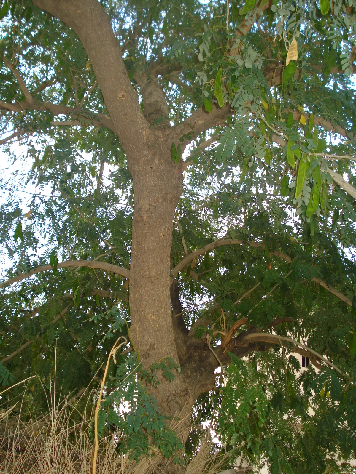 Lebbeck Tree