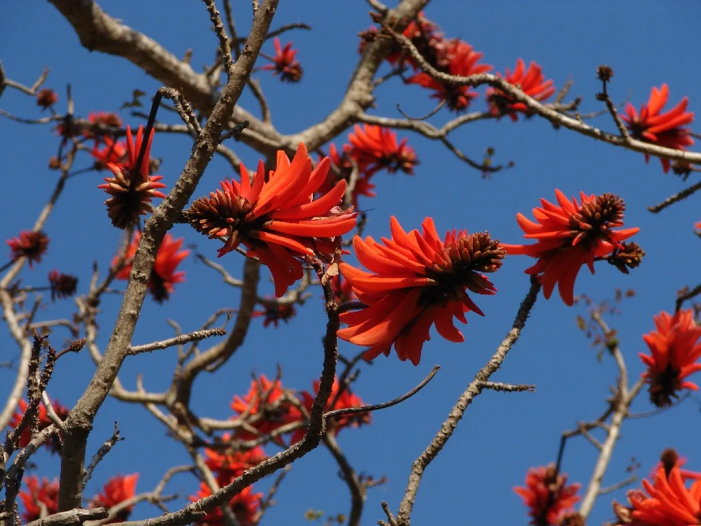 Lucky Bean Tree (Erythrina lysistemon)
