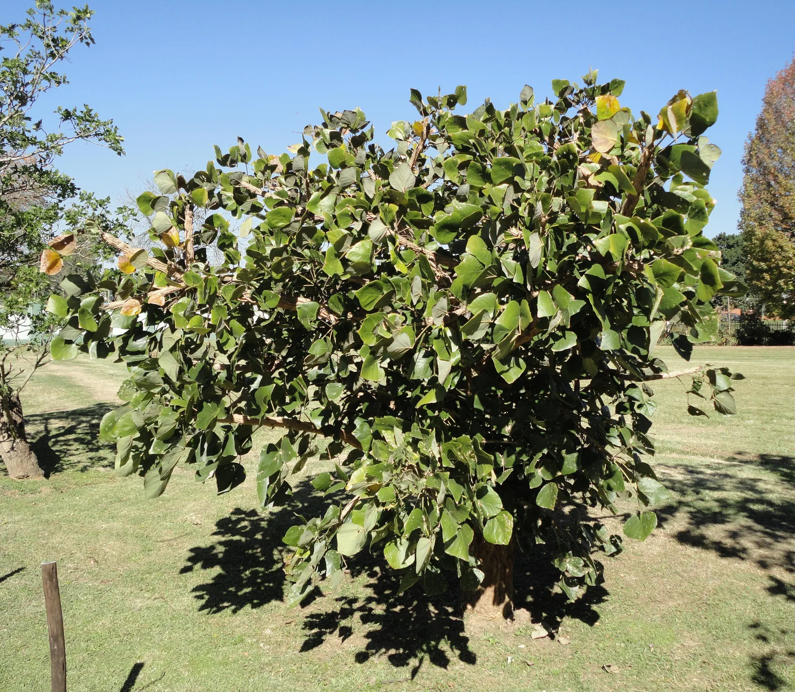 Coral Tree