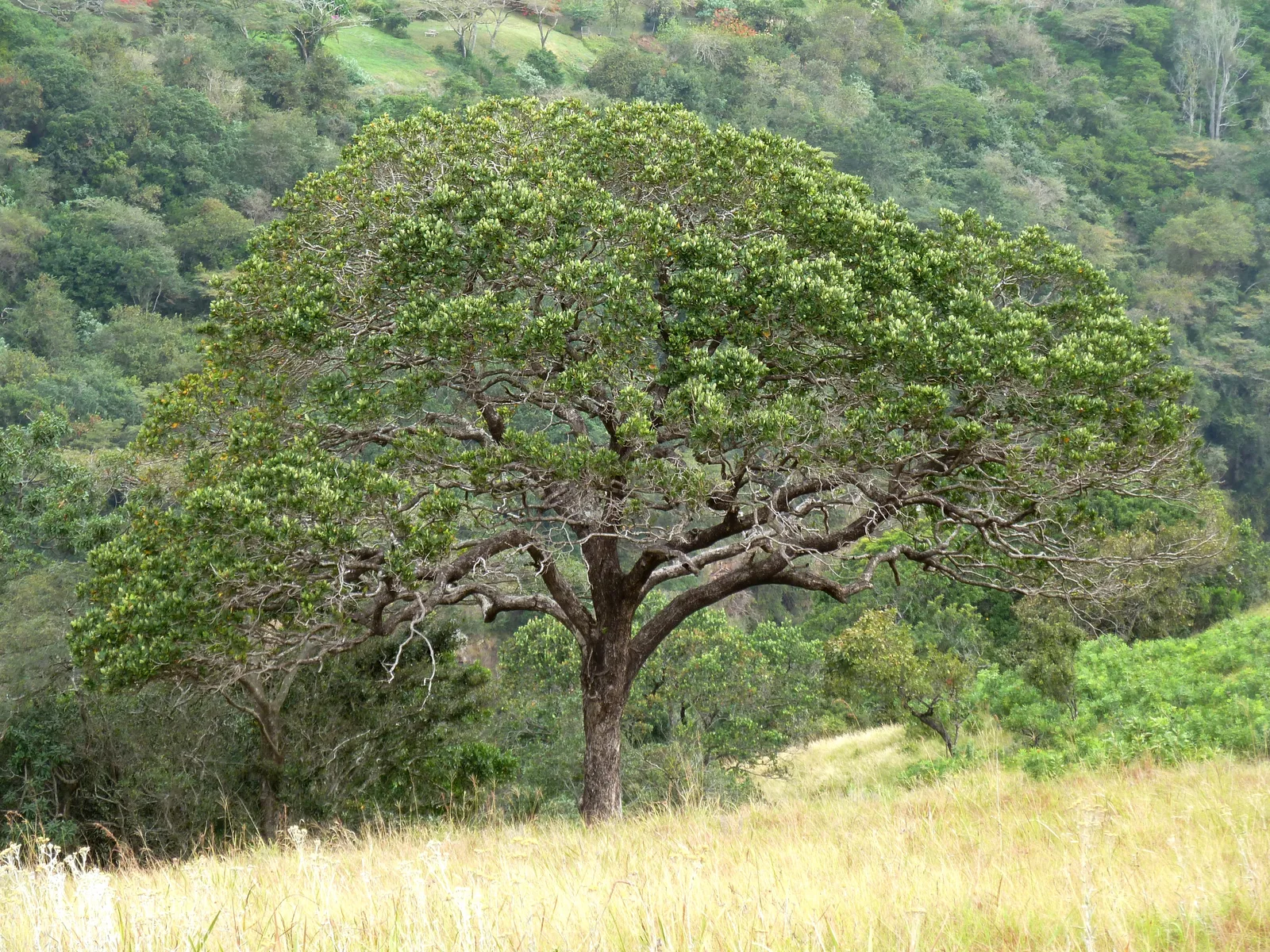 Red Milkwood (Mimusops obovata)
