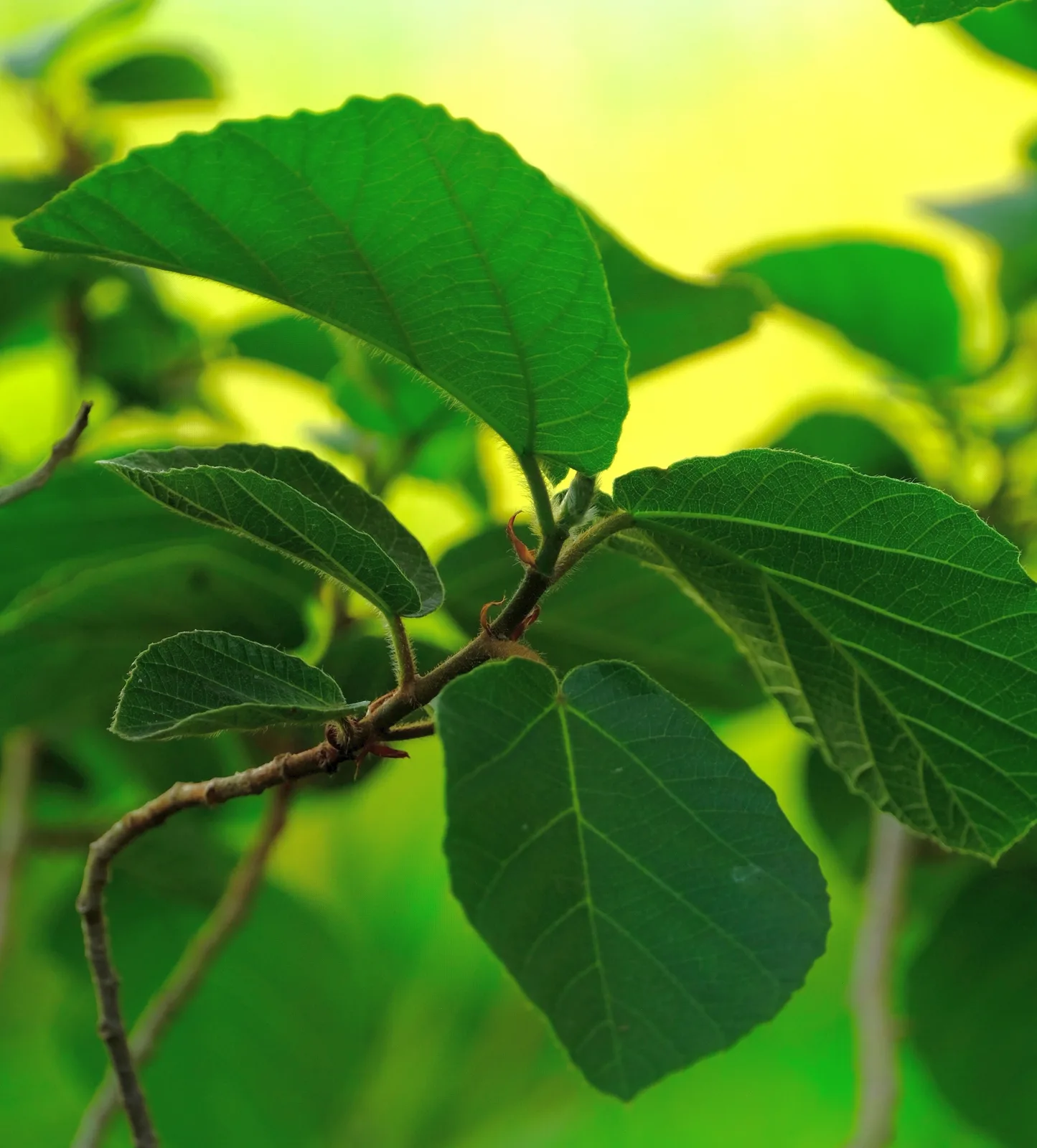 Sycamore Fig