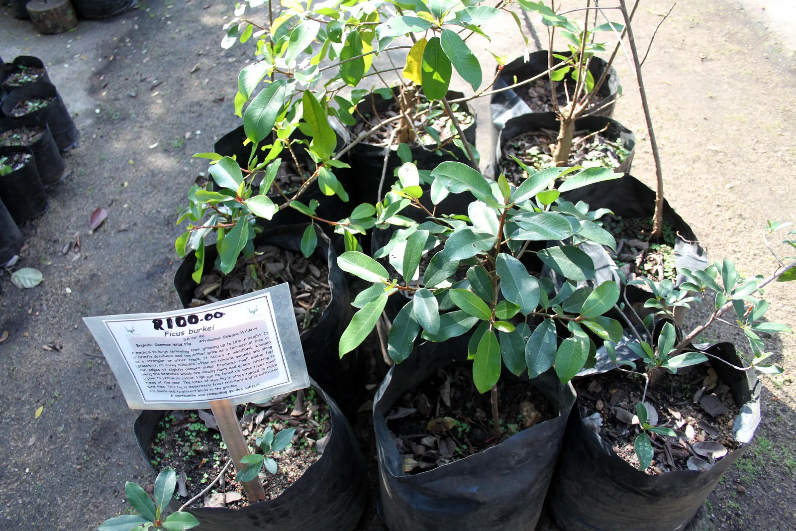 Wild Fig