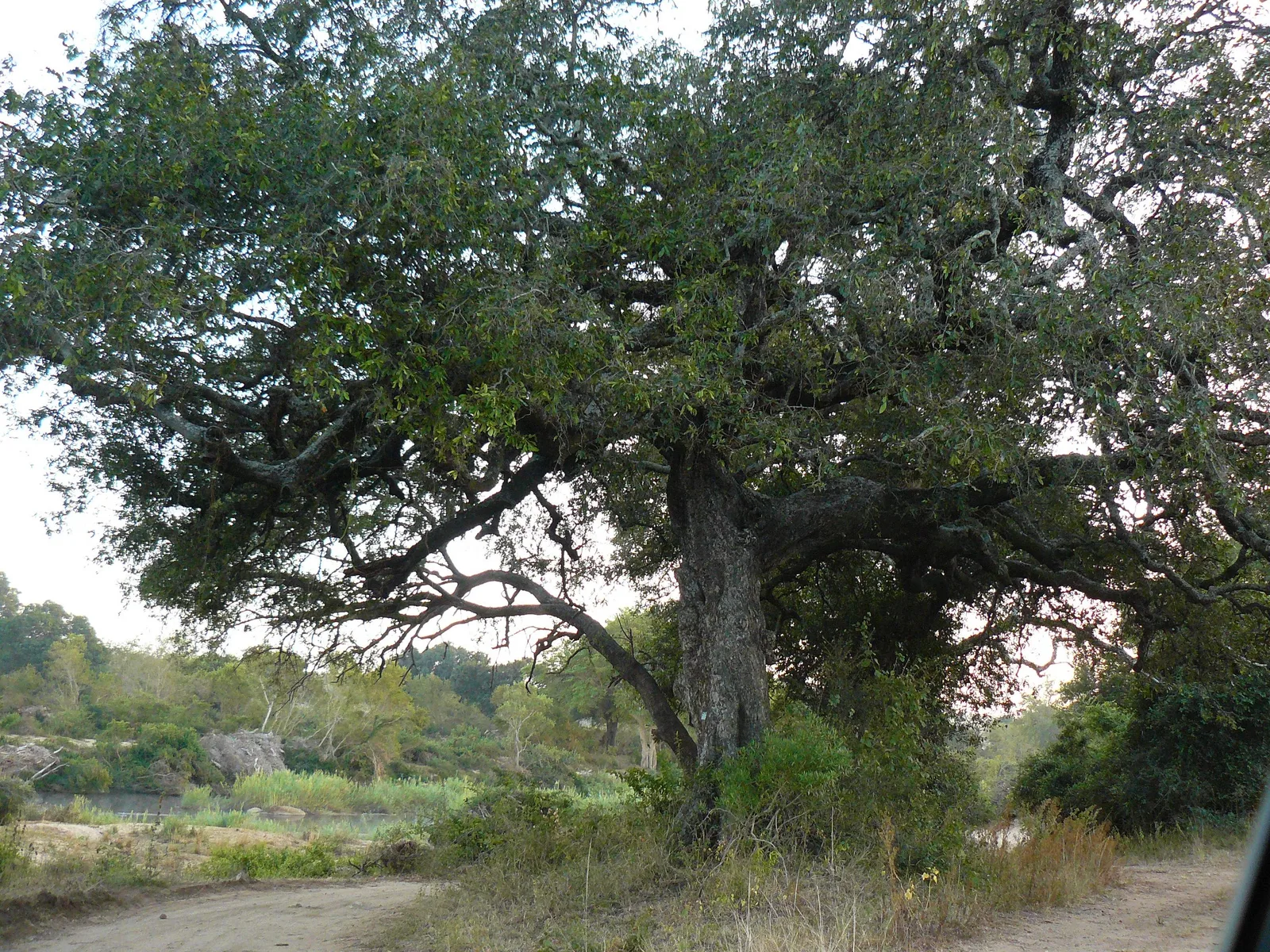 Jackalberry (Diospyros mespiliformis)