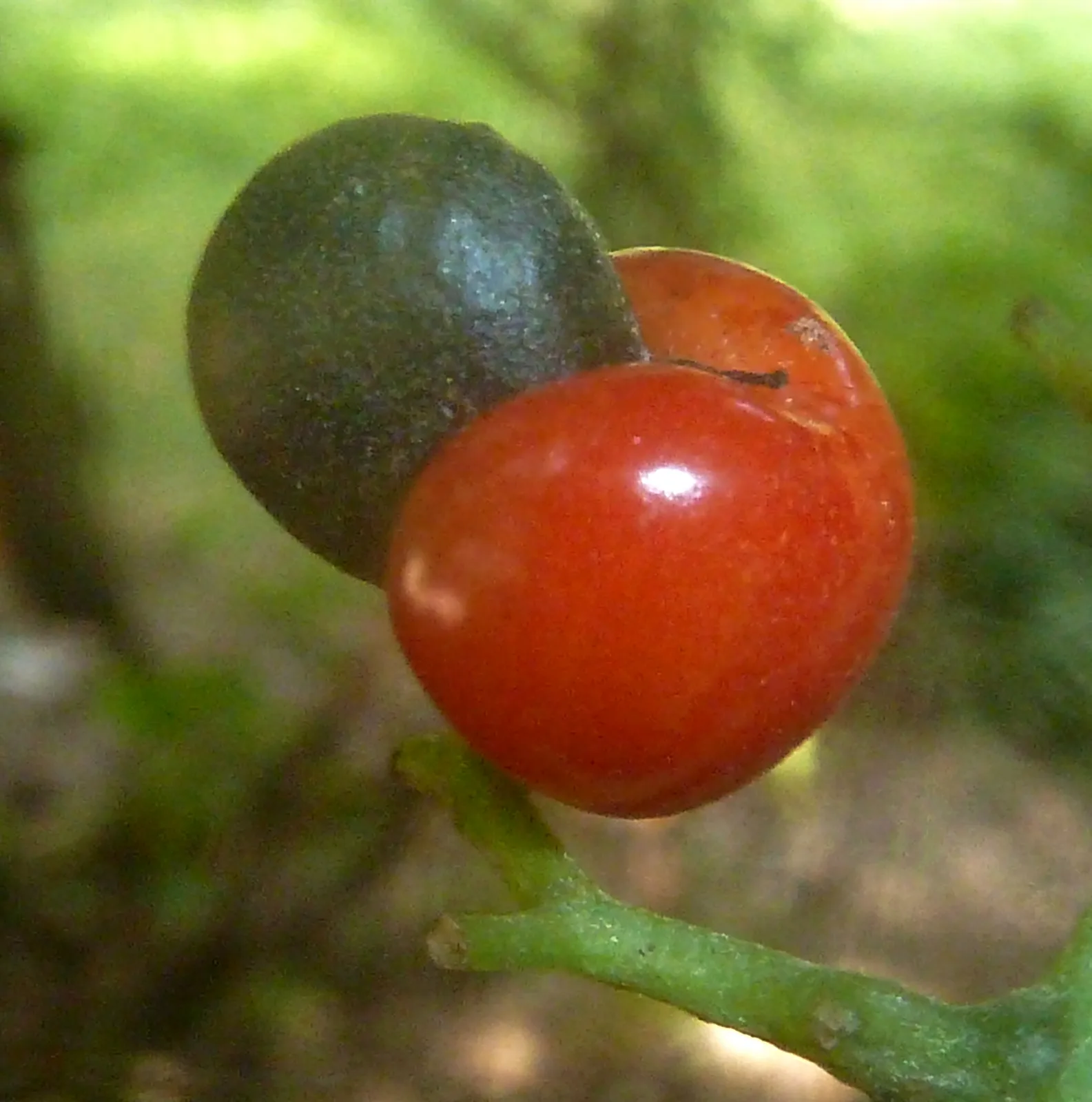 White Pear