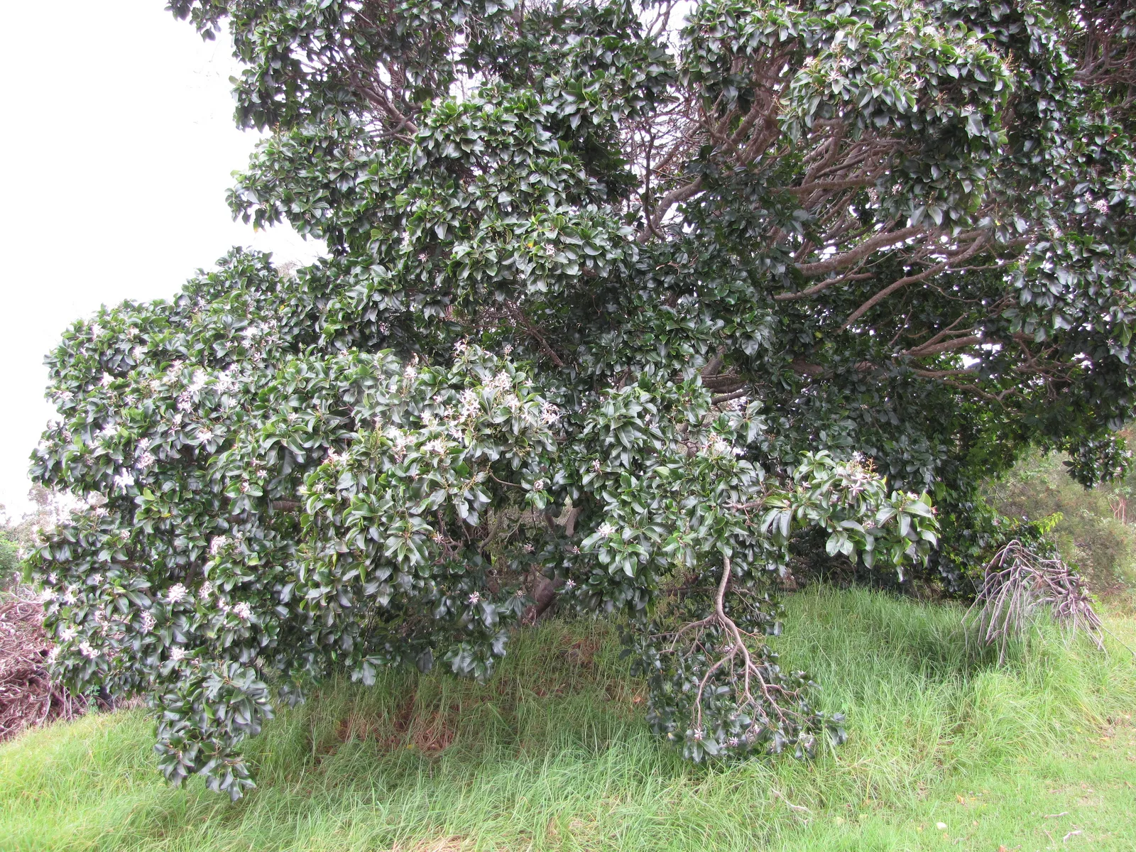 Cape Chestnut (Calodendrum capense)