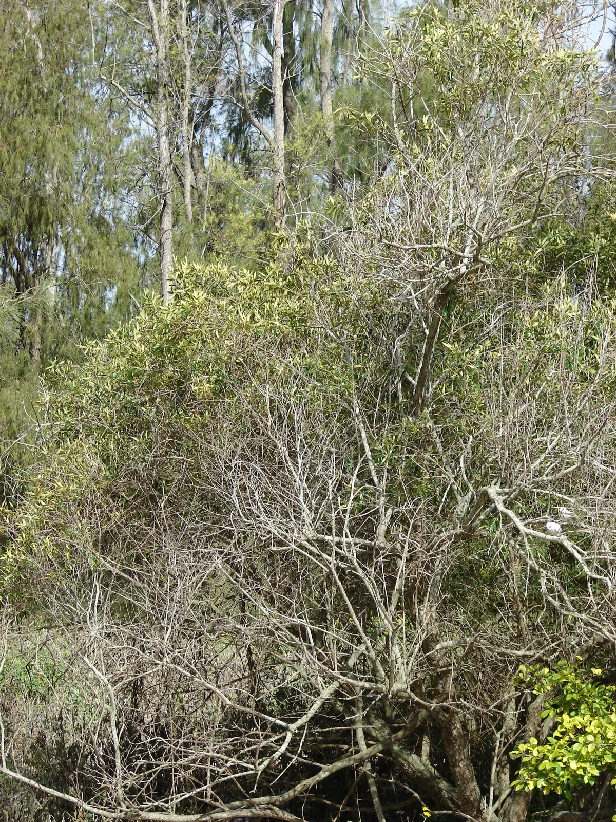 Wild Olive (Olea europaea subsp. cuspidata)