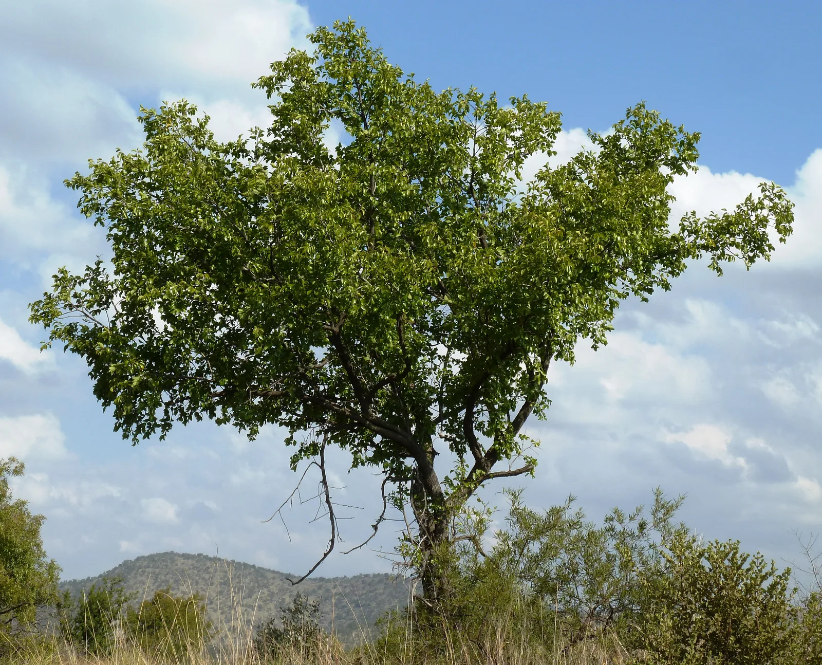 Buffalo Thorn (Ziziphus mucronata)