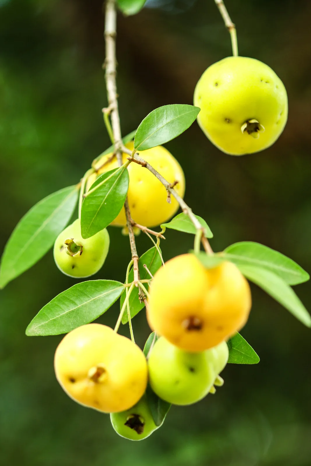 Uvaia (Eugenia pyriformis)