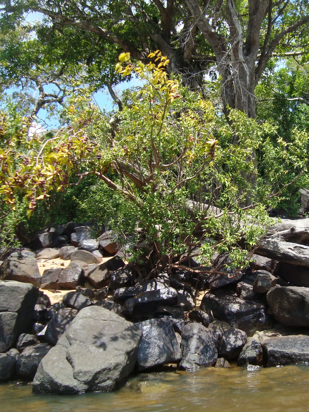 Camu Camu (Myrciaria dubia)