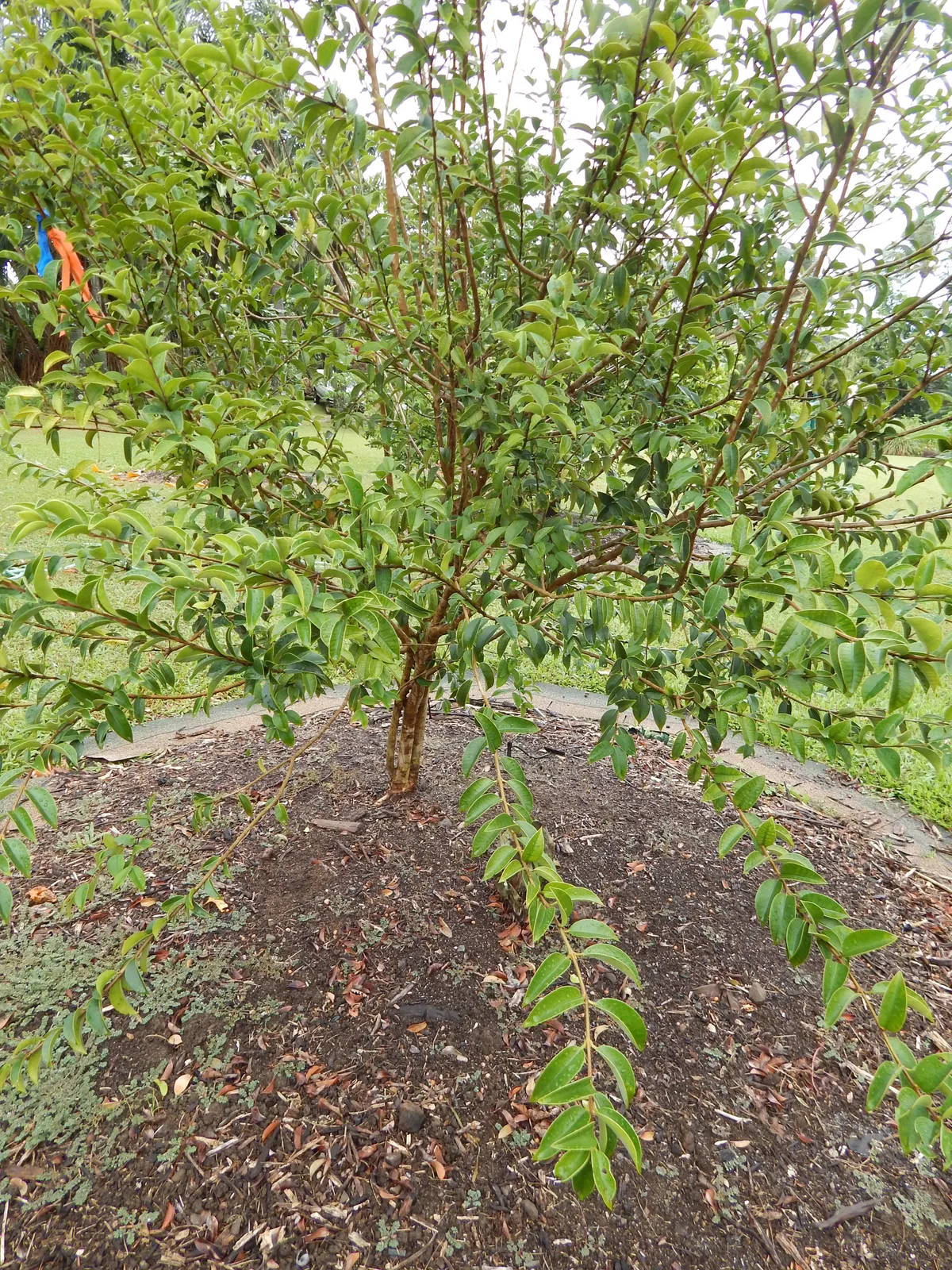 Guabiju (Myrcianthes pungens)