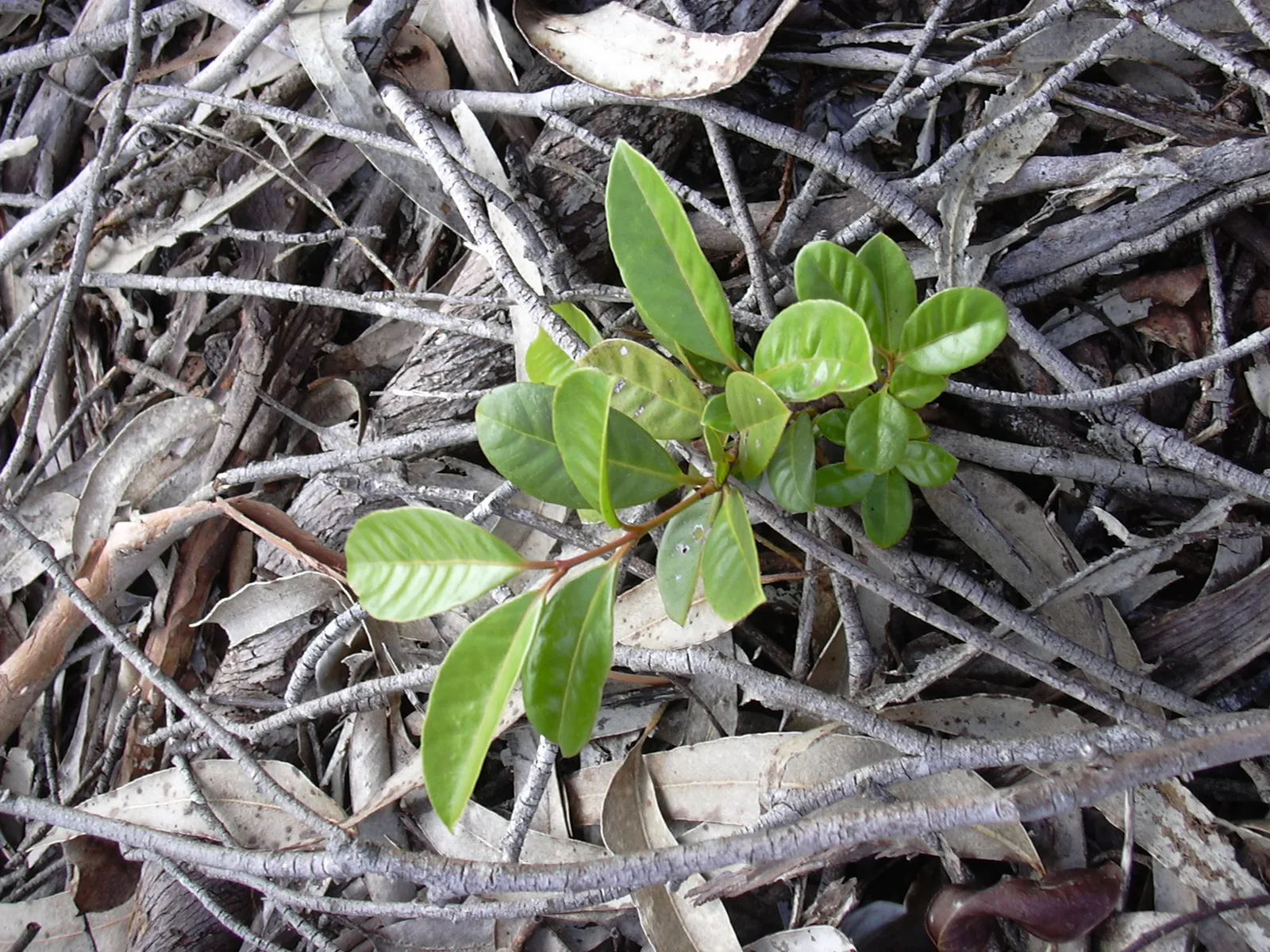 Strawberry Guava (Psidium cattleianum)