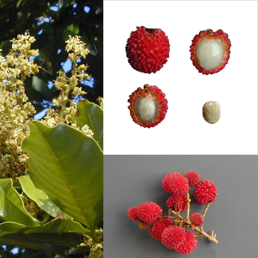 Pulasan