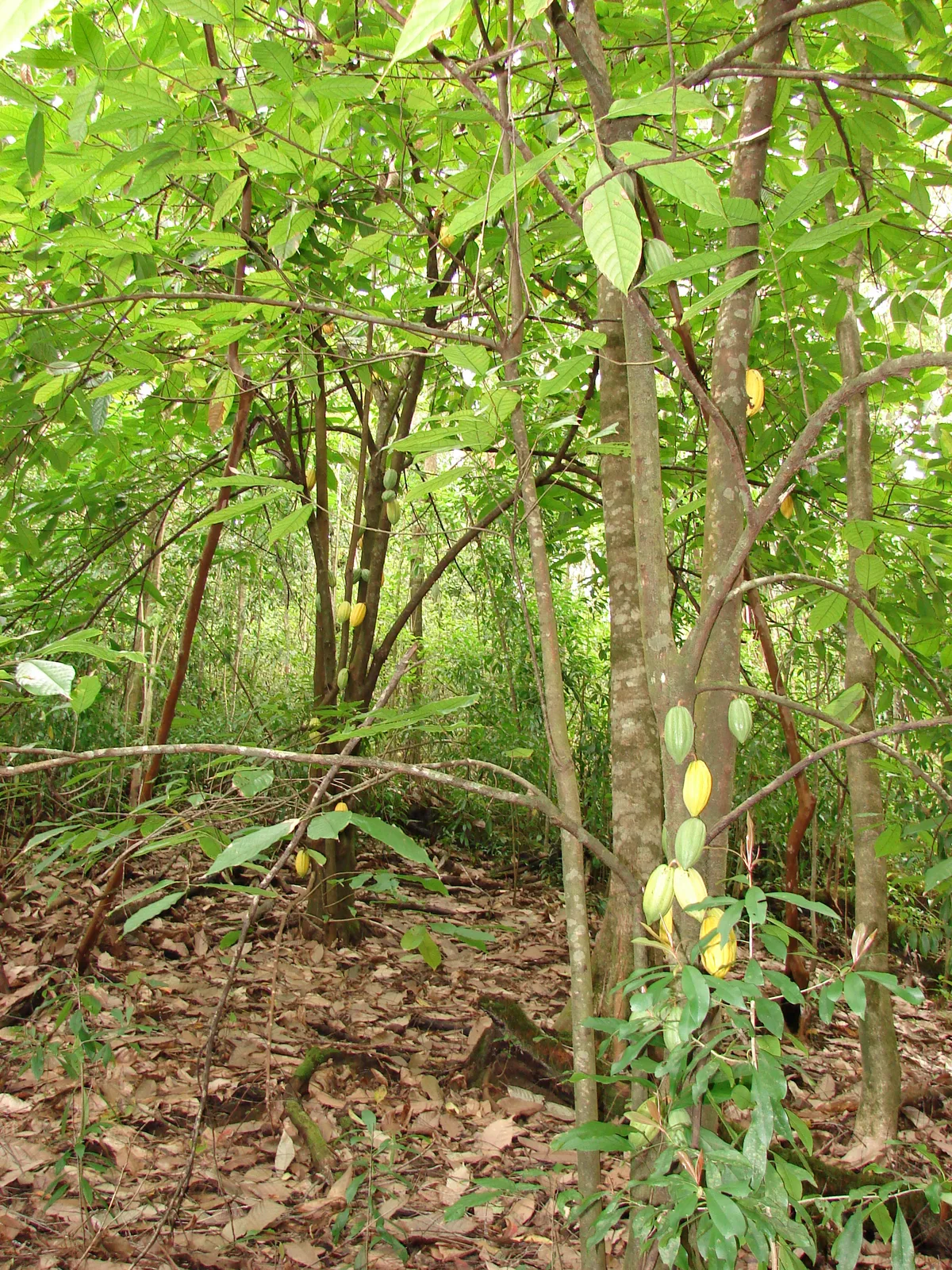 Cacao (Theobroma cacao)