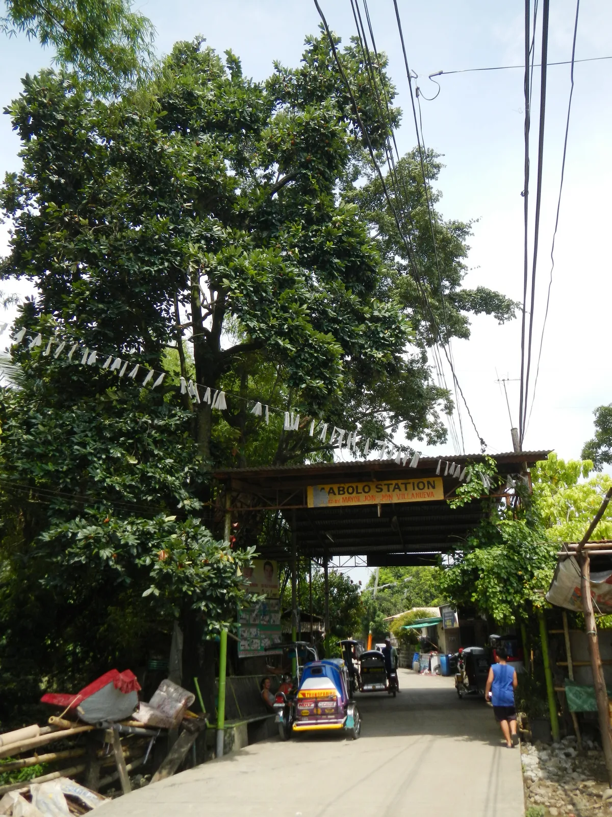 Mabolo (Diospyros blancoi)