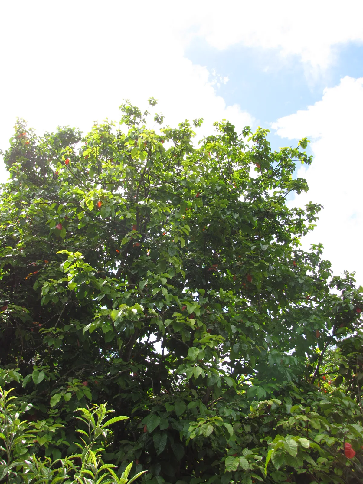 Santol (Sandoricum koetjape)
