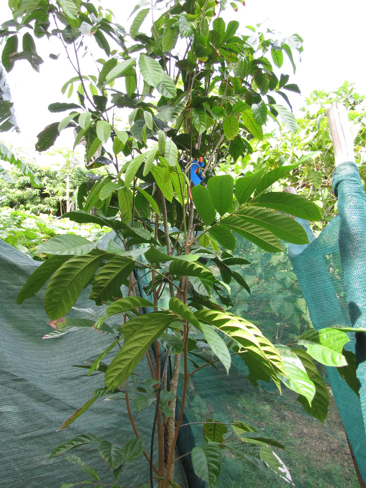 Duku