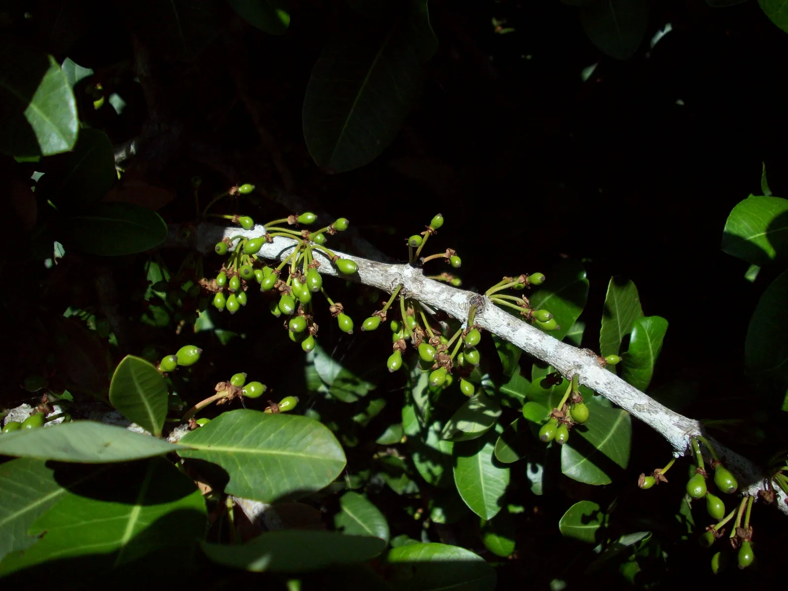 Imbe (Garcinia livingstonei)