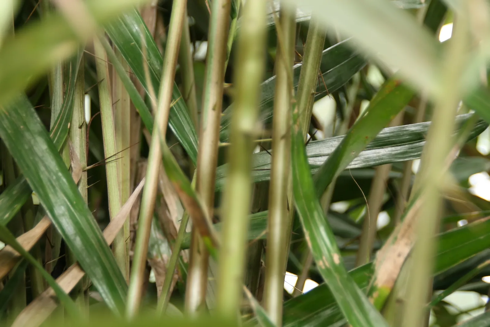 Salak (Salacca zalacca)