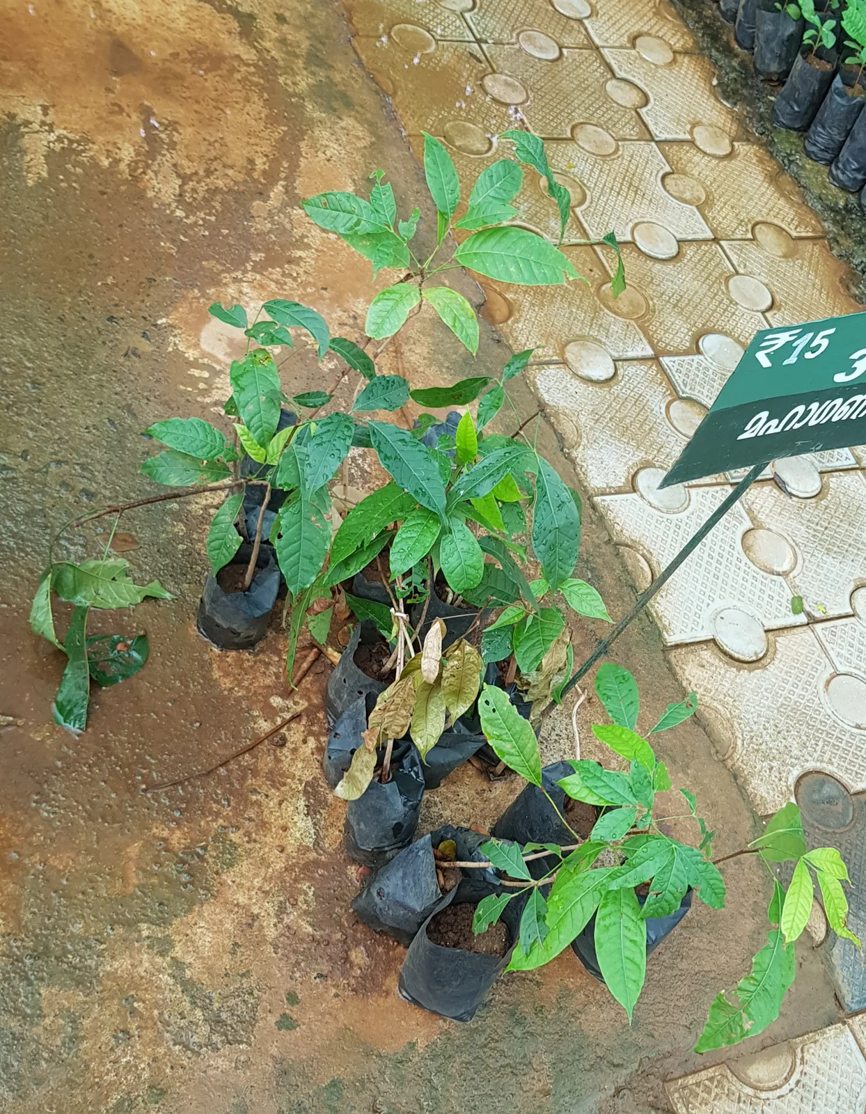 Honduran Mahogany