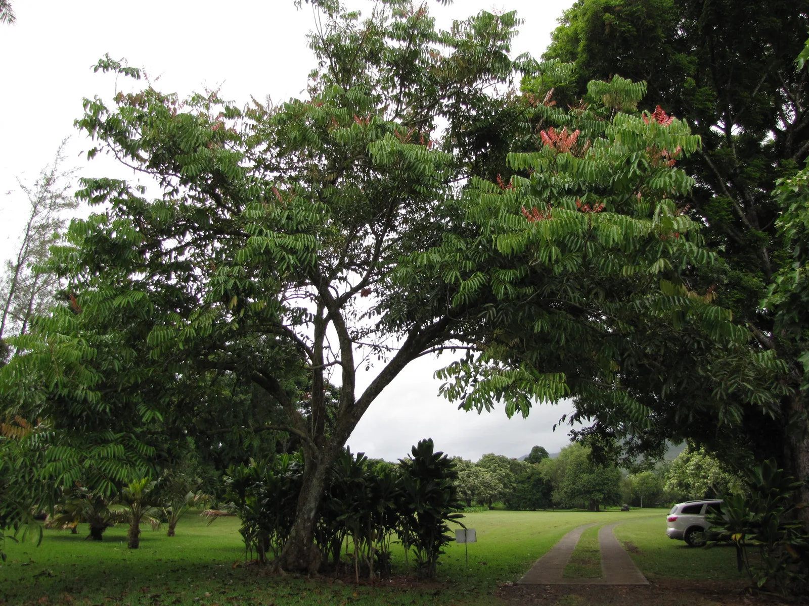 Crabwood (Carapa guianensis)