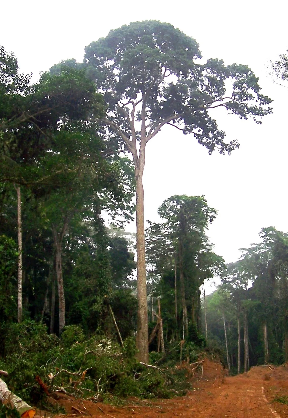 Sapele (Entandrophragma cylindricum)