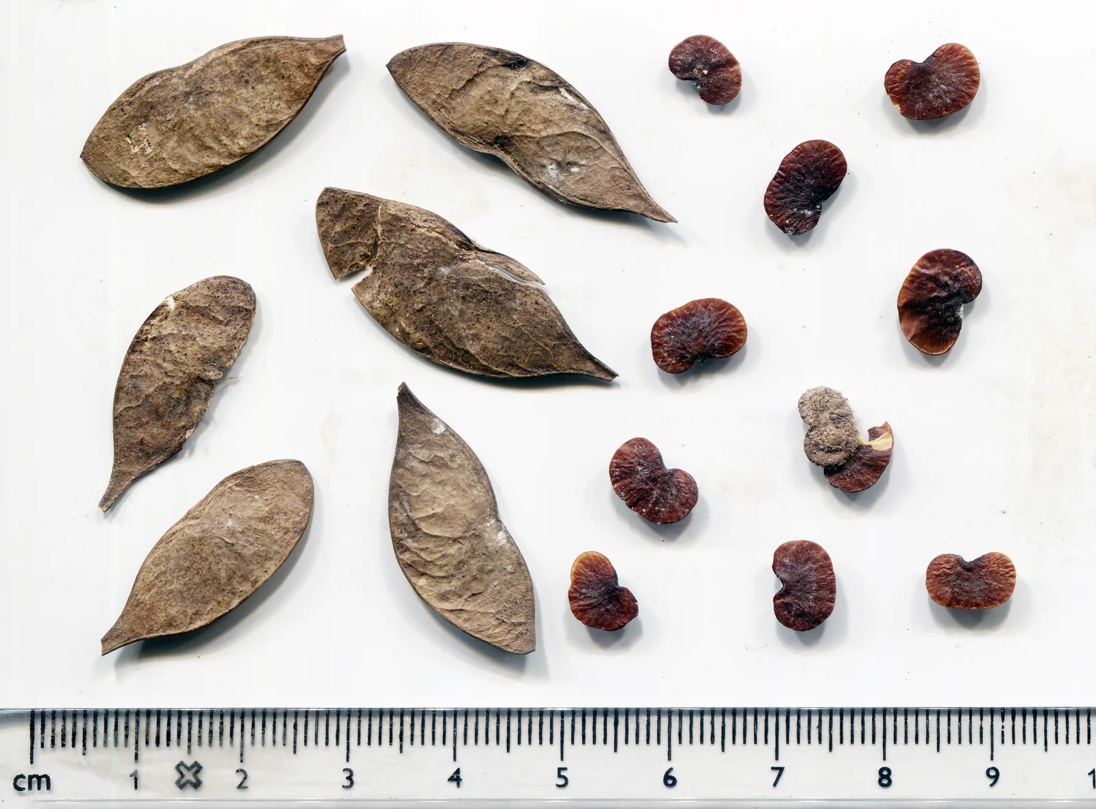 African Blackwood