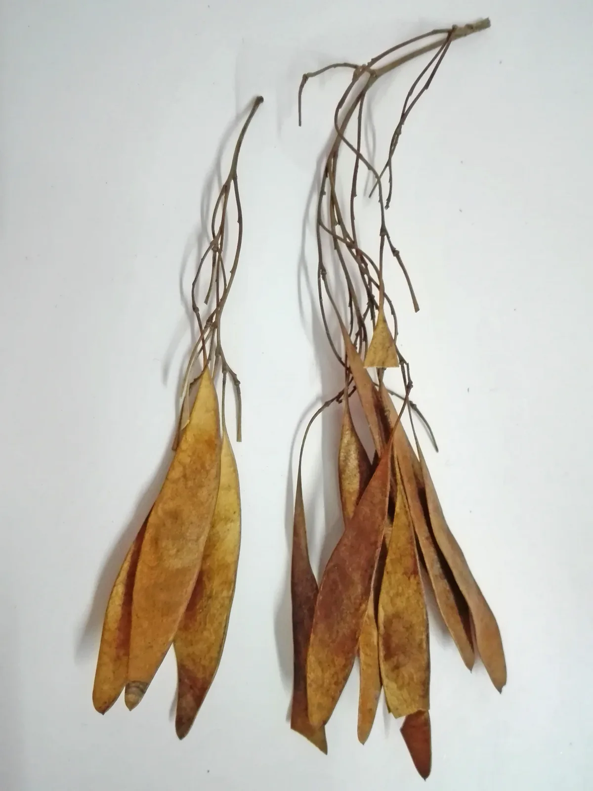 North Indian Rosewood (Dalbergia sissoo)