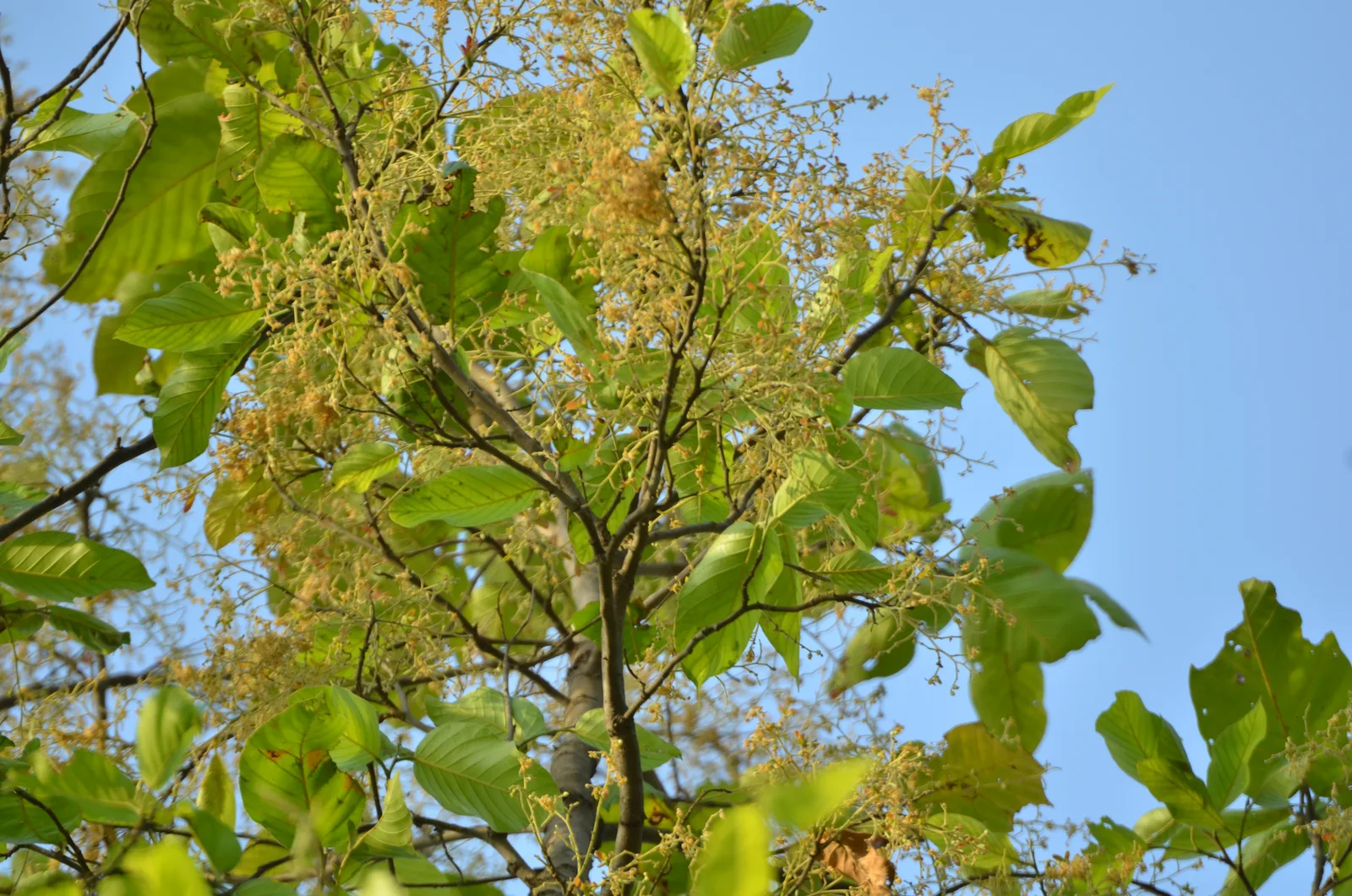 Sal Tree