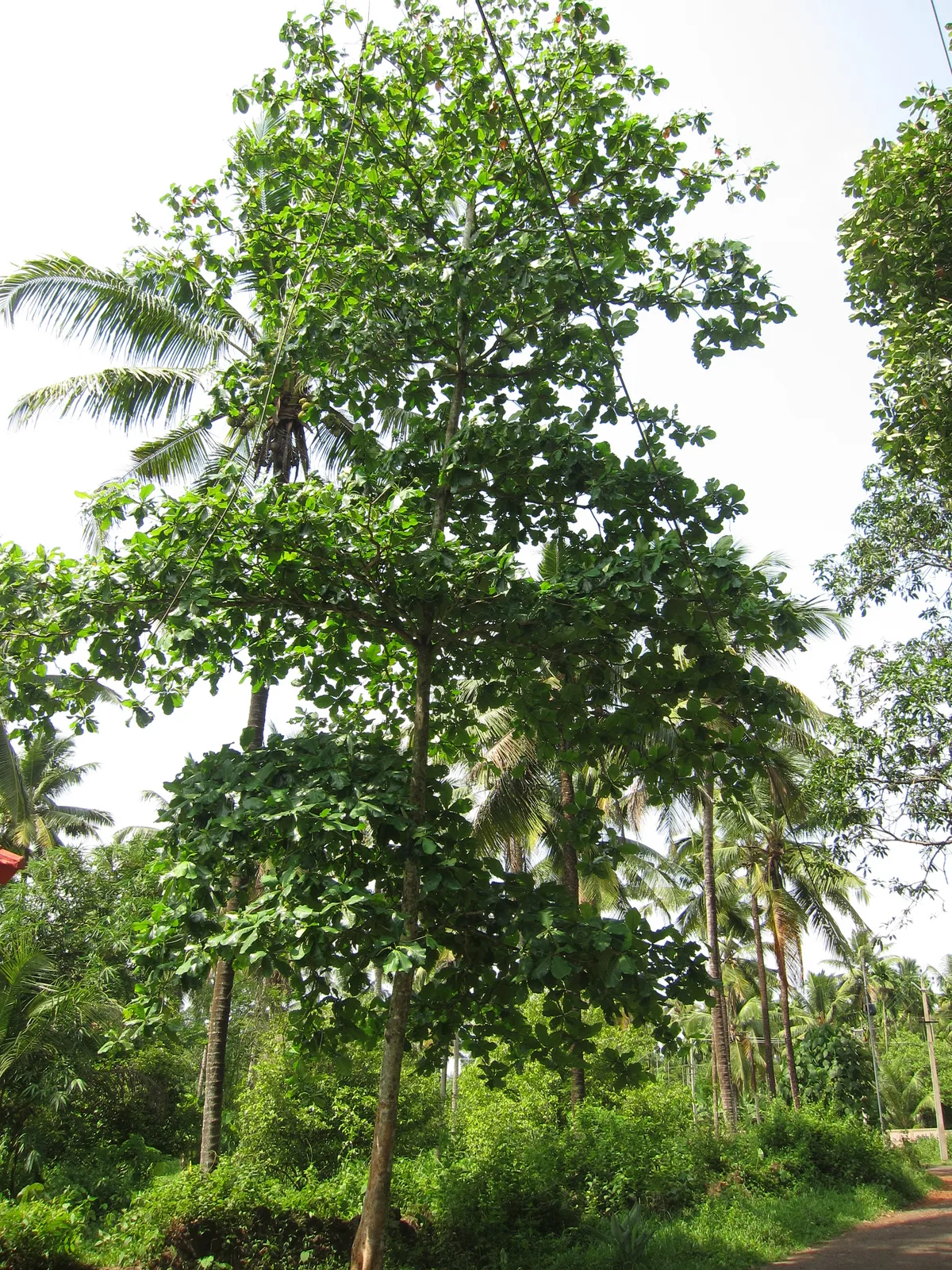 Tropical Almond (Terminalia catappa)