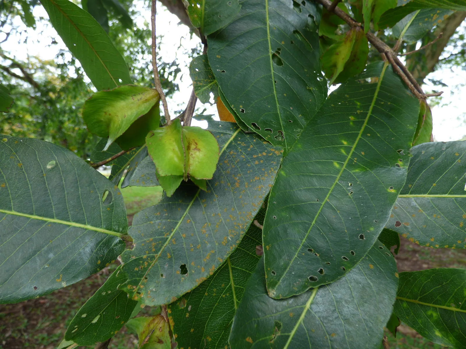 Arjun Tree (Terminalia arjuna)