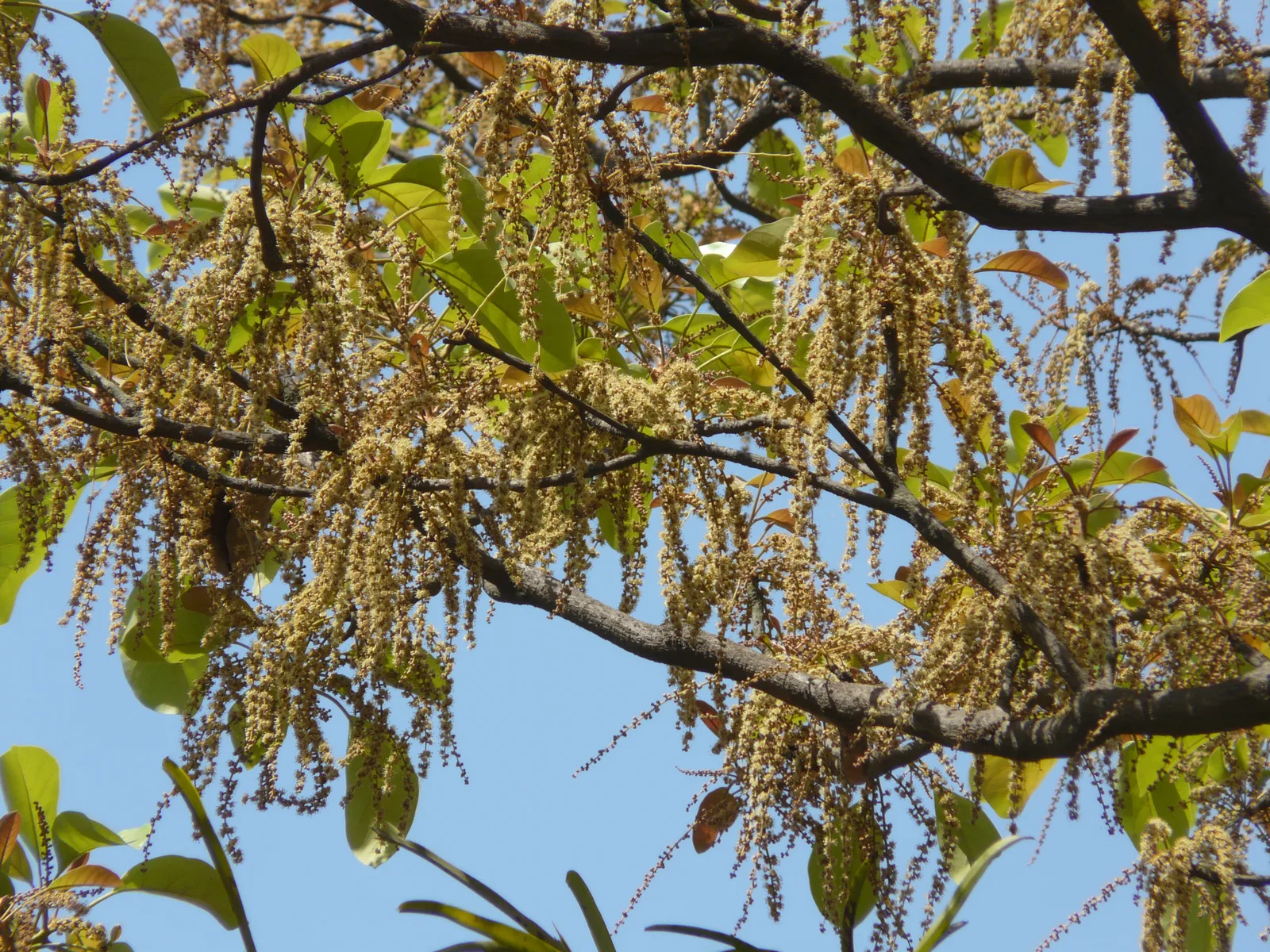 Bahera (Terminalia bellirica)