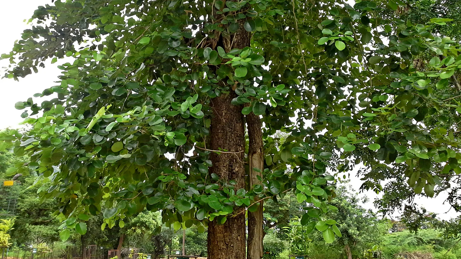 Red Sandalwood