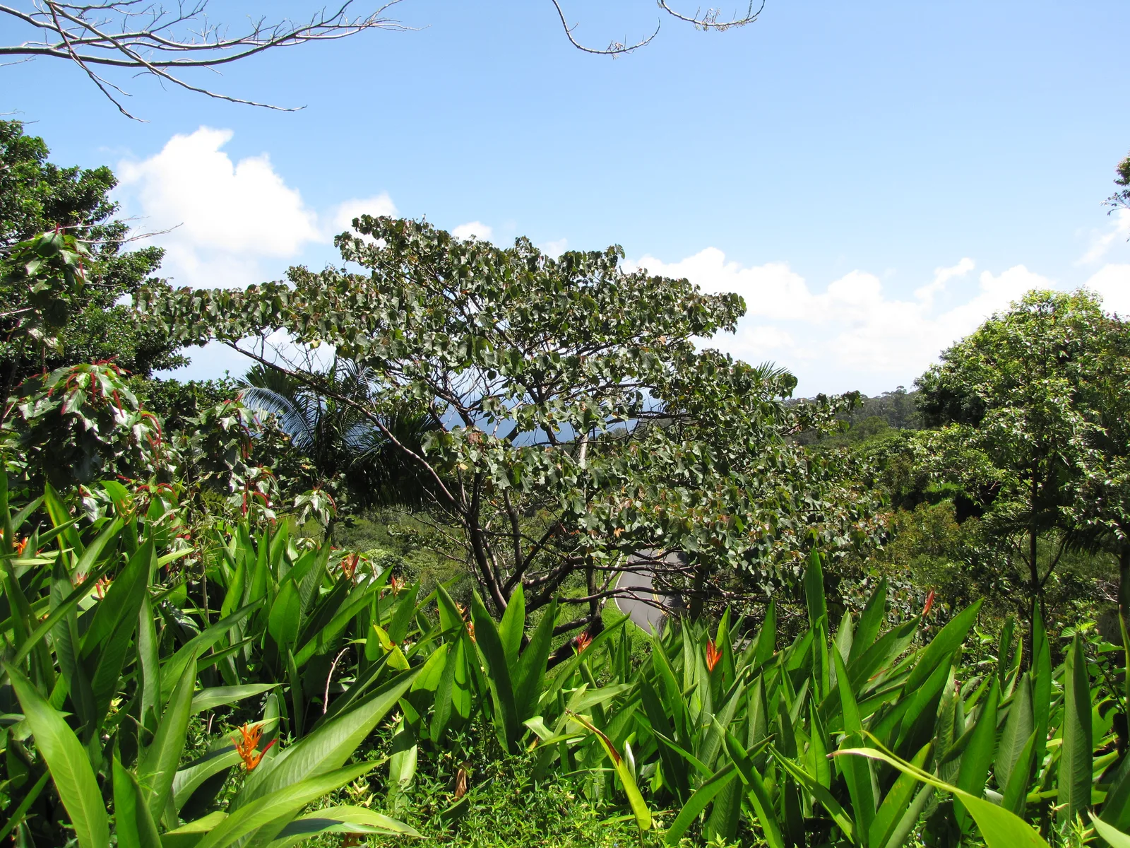 Balsa (Ochroma pyramidale)