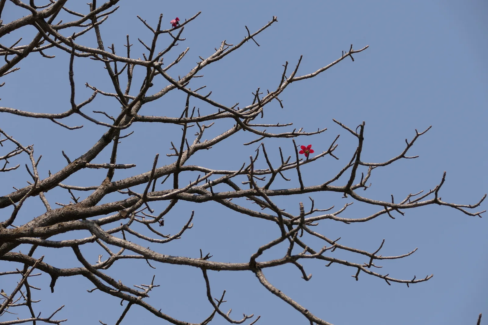 Red Silk Cotton Tree