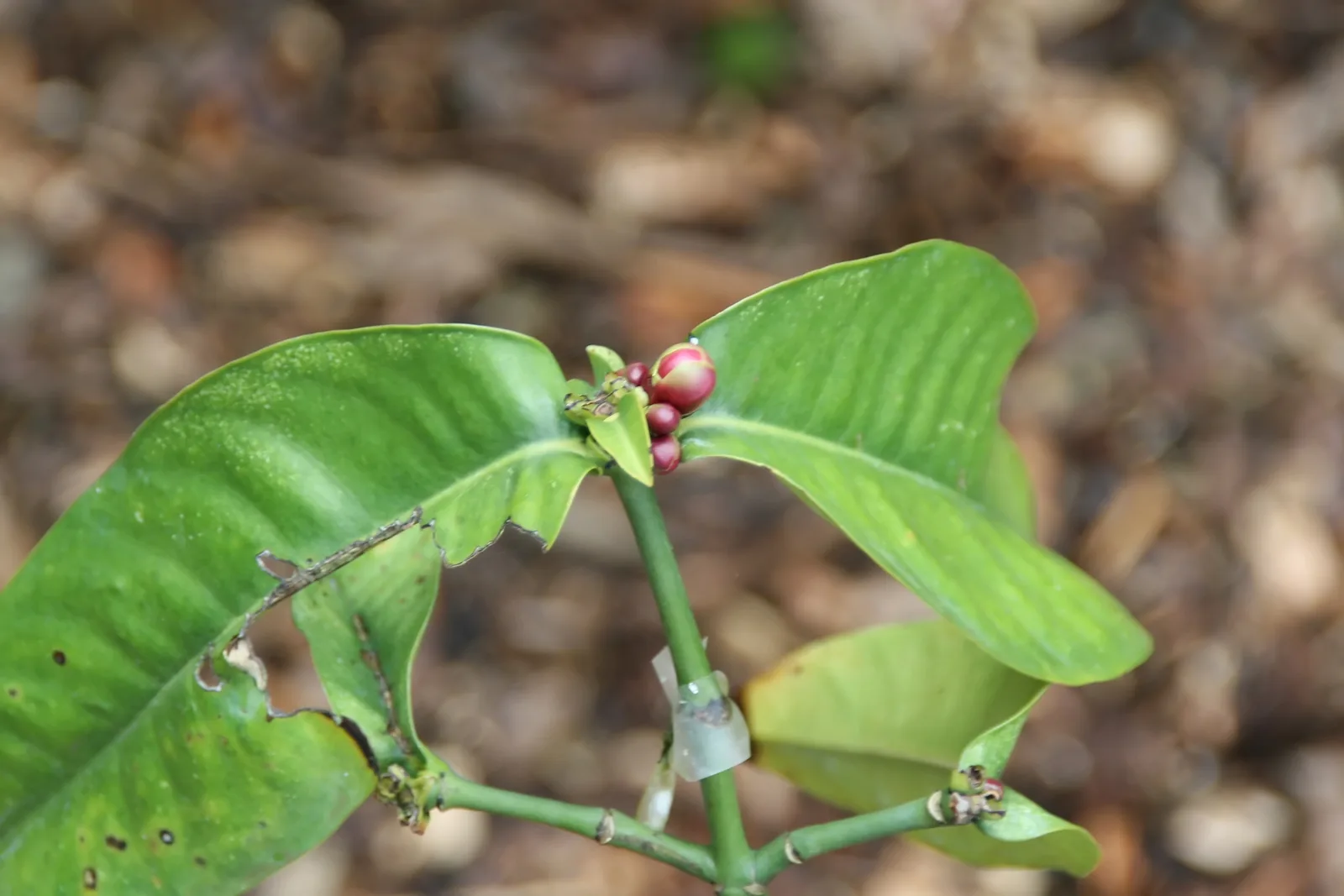 Button Mangosteen (Garcinia prainiana)