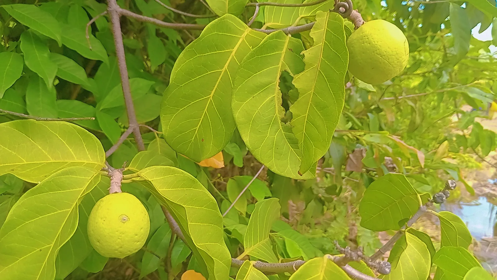 African Star Apple (Chrysophyllum albidum)