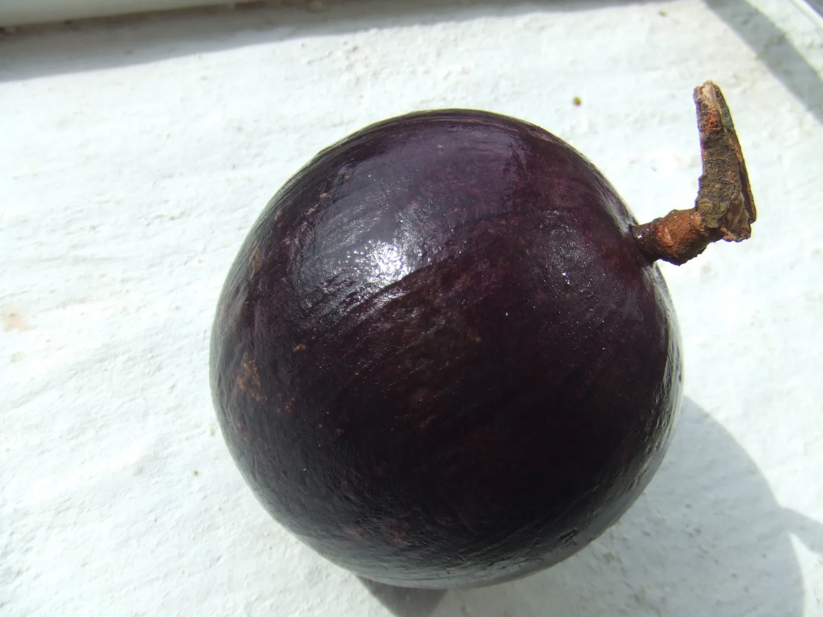 Cainito (Chrysophyllum cainito)