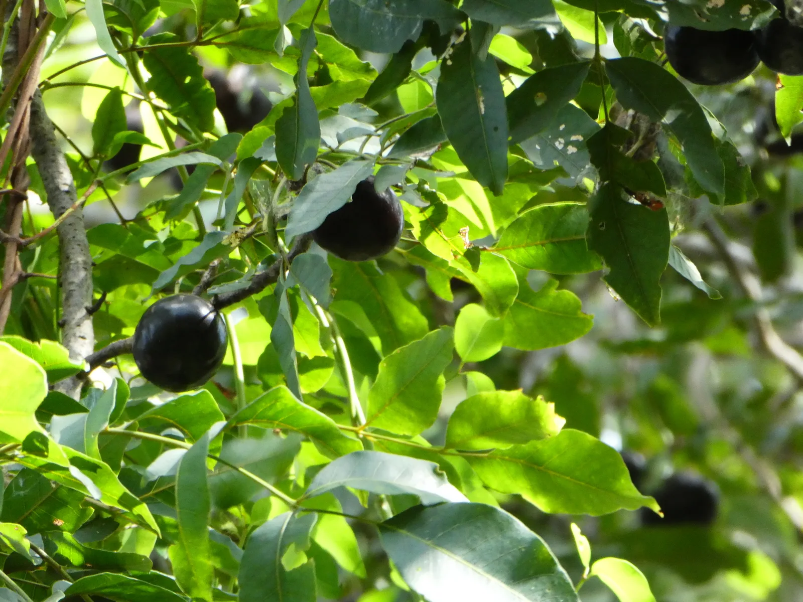 Burdekin Plum