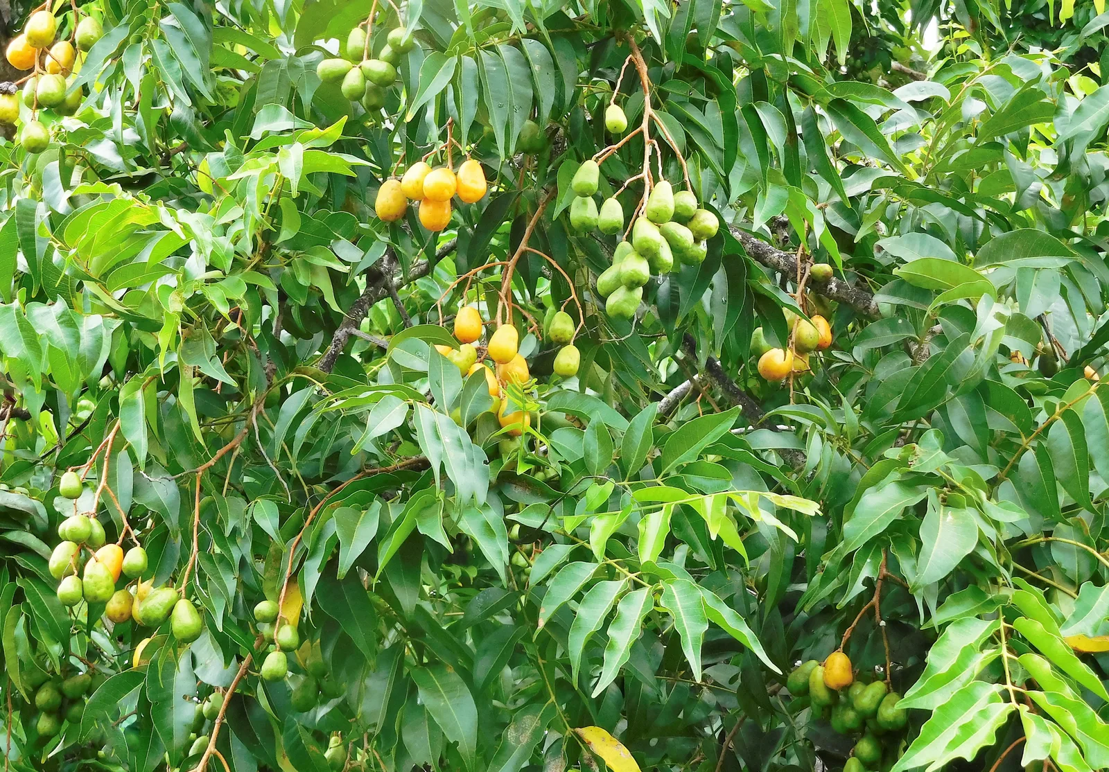 Yellow Mombin