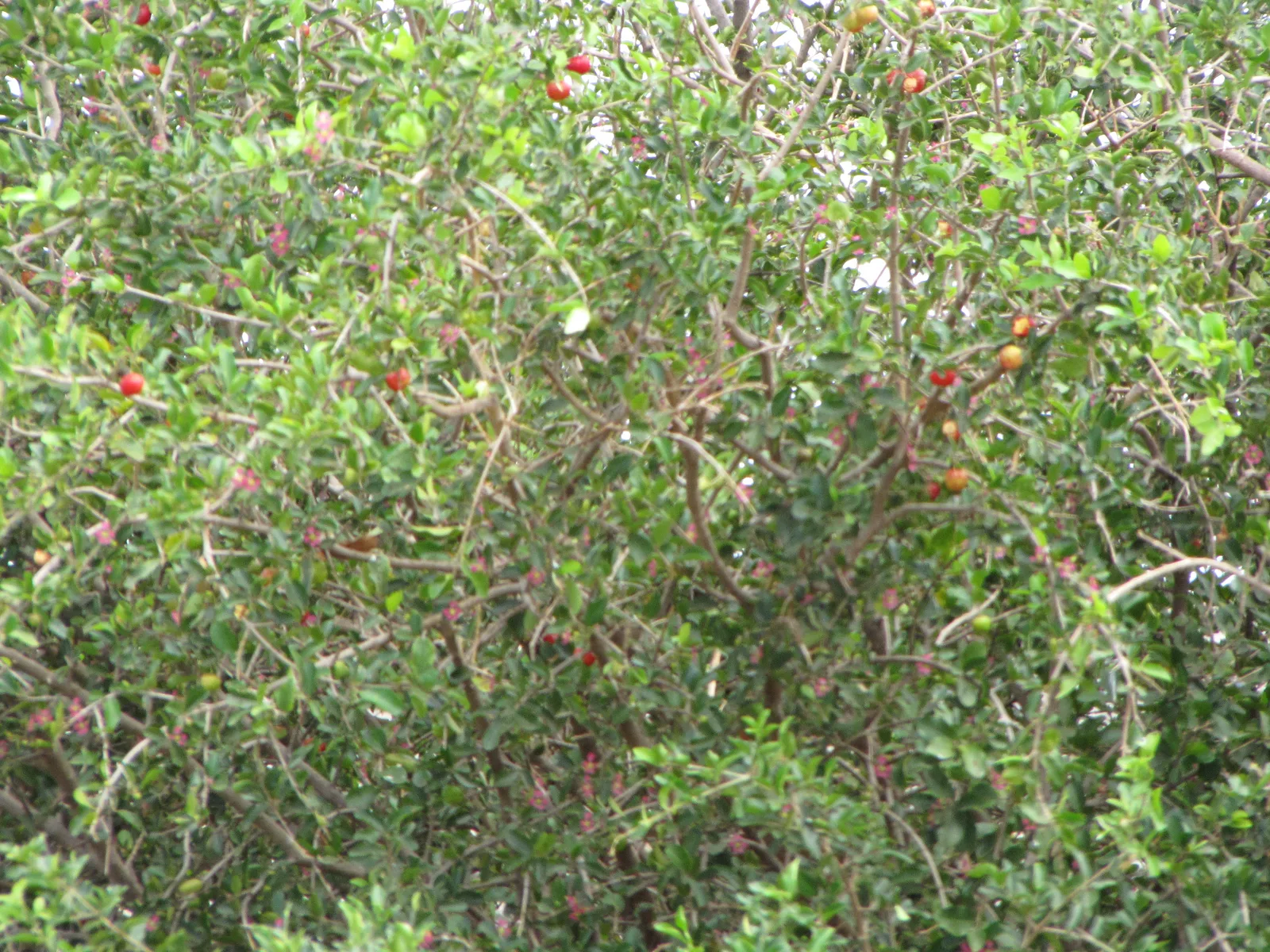 Red Mombin